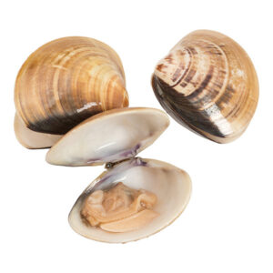 Clams in shell