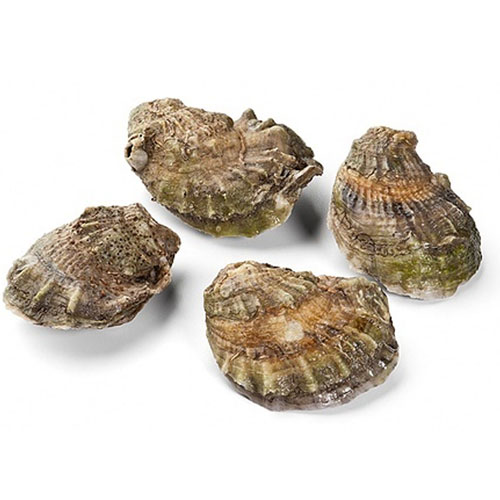 OYSTER WHOLESHELL