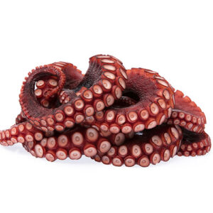 octopus tentacles