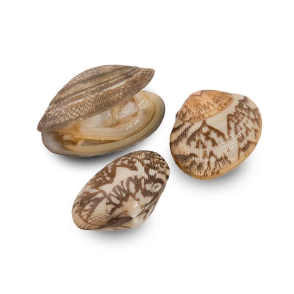 Baby Clams