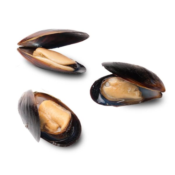 Cooked Mussels in Shell